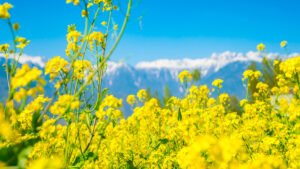mustard oil price in Bangladesh​
